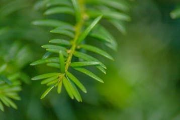 Taxus baccata hoogstam 10/12