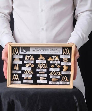 Vitrine met een verzameling authentieke fossiele tanden uit, Verzamelen