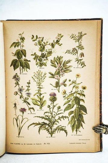 Leclerc du Sablon / A. Millot - Nos fleurs, plantes utiles