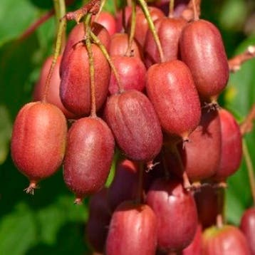 Kiwi Berry Tuincollectie – 3 Planten, Verzenden