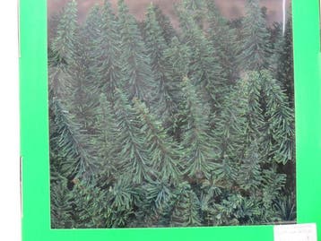 Jordan 60G Tannenwald sort 4-12cm 100st (Bomen & Struiken), Ophalen of Verzenden, Nieuw