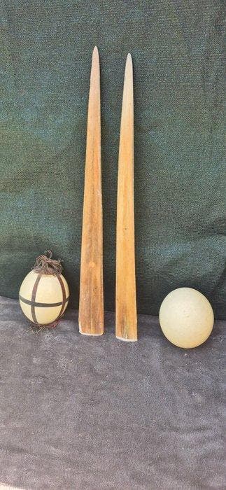 Zwaardvis en Struisvogel Rostrum - Xiphias gladius -