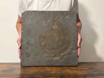 Ammoniet - Gefossiliseerd dier - Harpoceras - 39 cm - 40 cm
