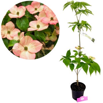 Cornus STARDUST + pot 17cm, Verzenden