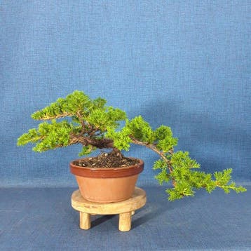 Jeneverbes bonsai (Juniperus) - Hoogte (boom): 14 cm -