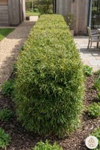 Bamboe / Fargesia Nitida 200-225 cm - Pot, Tuin en Terras