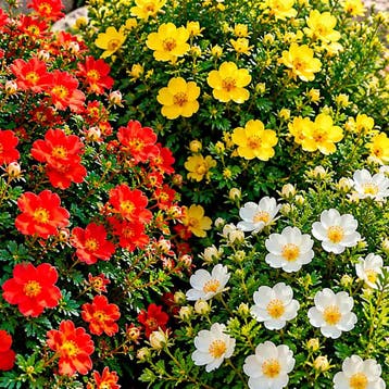 Vijfvingerkruid Bloementuin Collectie – 3 Planten, Tuin en Terras, Verzenden, Vaste plant, Overige soorten, Volle zon