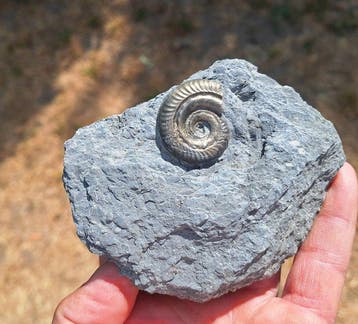 Pyriet Ammoniet - Gefossiliseerd dier - Arieticeras