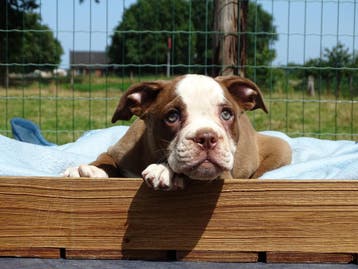 Old English Bulldog pups! | Mogen mee! Hartelijk welkom, Parvo, Nederland, 8 tot 15 weken, Bulldog