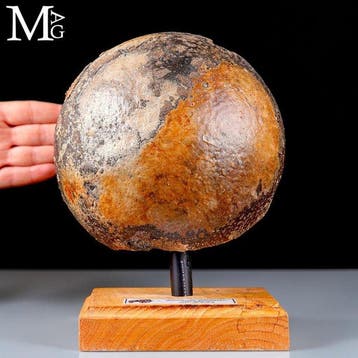 Gefossiliseerd botfragment van Mammuthus primigenius -
