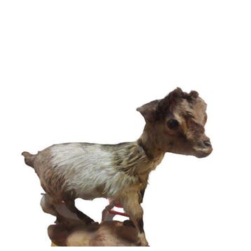 Geit Taxidermie volledige montage - Sconosciuto - 40 cm - 25