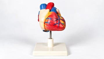 Anatomisch model - Plastic - 1990-2000 - menselijk hart met