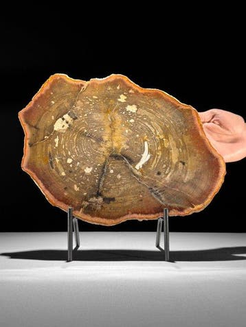 Prachtige plak van zeldzaam rood versteend hout op een op