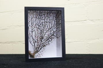 Fine Gorgonian Sea Fan / zeewaaier in simpele vitrine