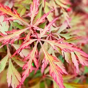 Esdoorn `Royal Garnet` container (P10.5) Sierplanten, Rood, Verzenden