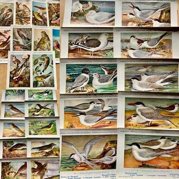België - Dieren, Europa - uitgegeven door het Koninklijk, Gelopen