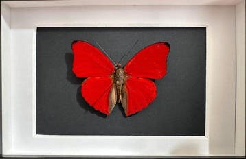 Vlinder Taxidermie volledige montage - Cymothoe Sangaris, Antiek en Kunst, Curiosa en Brocante