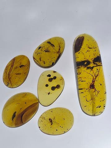 Birmese barnsteen - Barnsteen - Lot of 6 Burmese Amber