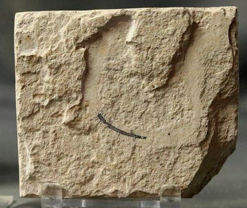 Prachtigste fossiele worm op steen - - Gefossiliseerd dier -