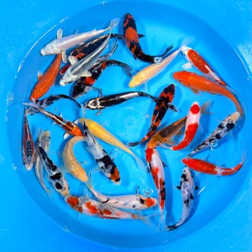Japanse koi • Tosai • Nisai • Nieuwe voorraad, Dieren en Toebehoren, Karper of Koi