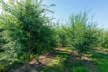 Crataegus monogyna meerstammig