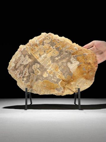Prachtige plak versteend hout op een op maat gemaakte