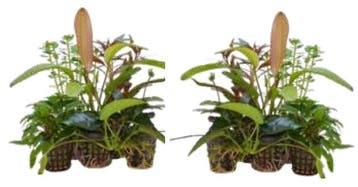 Aquariumplanten Luxe Mix 10 potten, Ophalen of Verzenden, Nieuw