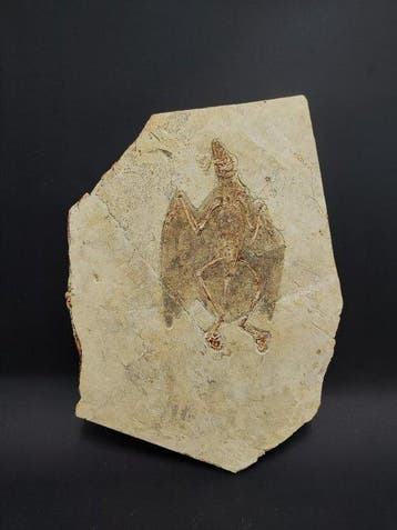 Gefossiliseerd dier - Enantiornithes - 28.5 cm - 22 cm