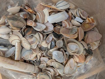 Schelpen Hollandse mix 500 gram, Ophalen of Verzenden, Nieuw