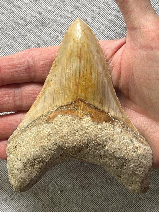 Megalodon-tand 12,1 cm - Fossiele tand - Carcharocles, Verzamelen, Mineralen en Fossielen