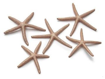 Zeester Finger Starfish 10-15 cm Copper/Koper 10 stuks, Ophalen of Verzenden, Nieuw