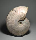Ammoniet - Gefossiliseerde schelp - Aioloceras besairiei, Verzamelen