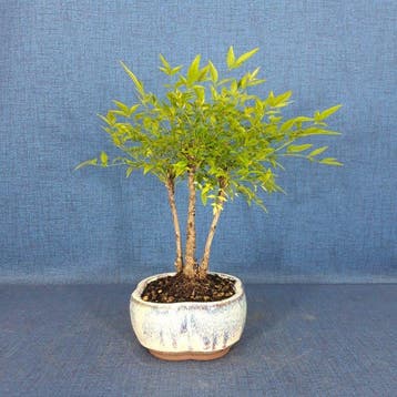 Heilige-Bamboe-Bonsai (Nandina domestica) - Hoogte (boom):