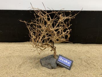 Osaka Bonsai Tree nr 20 - 28x10x36cm - aquascaping boom, Ophalen of Verzenden, Nieuw, Plant(en), Steen of Hout