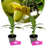 Musa Basjoo + pot 9cm 2 pcs, Verzenden, Volle zon