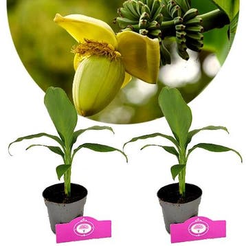 Musa Basjoo + pot 9cm 2 pcs, Verzenden, Volle zon