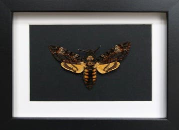 Mot Taxidermie volledige montage - Acherontia atropos - 13