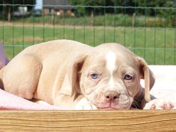 Old English Bulldog pups! Mogen mee!, Dieren en Toebehoren, Parvo, Nederland, 8 tot 15 weken, Bulldog
