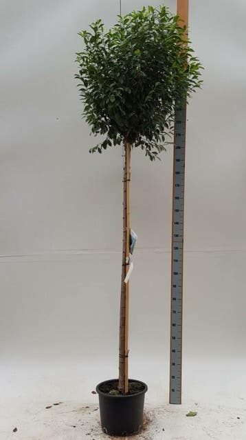 Prunus x eminens Umbraculifera bolvorm 12/14 180cm stam