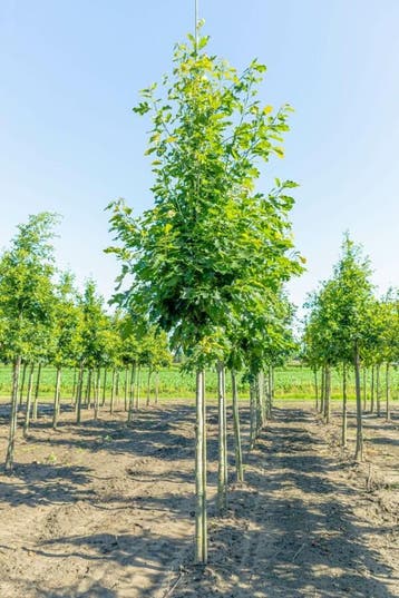 Quercus rubra hoogstam 12/14, Tuin en Terras