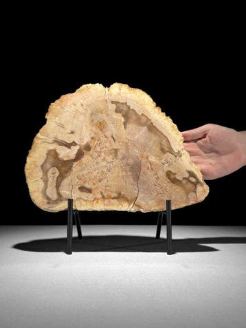 Prachtige snede van versteend hout op een op maat gemaakte