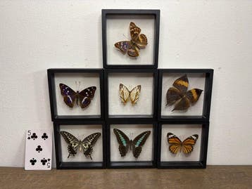 Vlinder Taxidermie volledige montage - Lepidoptera - 12 cm -
