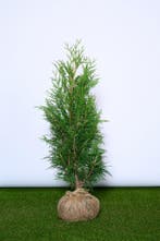 Conifeer - Thuja Plicata Martin - Haagplanten, Ophalen of Verzenden, Conifeer, Haag