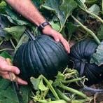 Dark Knight F1 Halloween zwartgroene pompoen, Ophalen of Verzenden, Nieuw