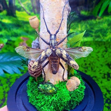 Insekt Pantser - `Cerambycidae` sp - 16 cm - 12 cm - 12 cm -