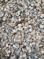 Mooie schelpen, bezorging in Noord Holland, Nieuw