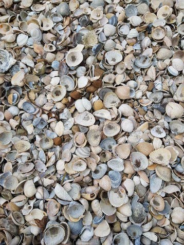 Mooie schelpen, bezorging in Noord Holland, Tuin en Terras, Nieuw