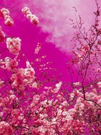 Viet Ha Tran - The colors of spring VII