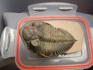 Trilobiet - Fossiel skelet - Odontochile (Zlichovaspis