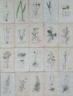 James Sowerby - 20 deels handgekleurde lithos o.a.